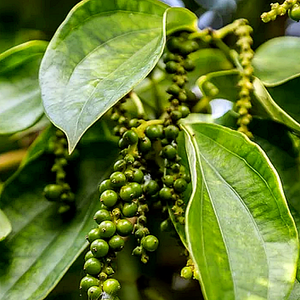 Black Pepper  |  Piper nigrum