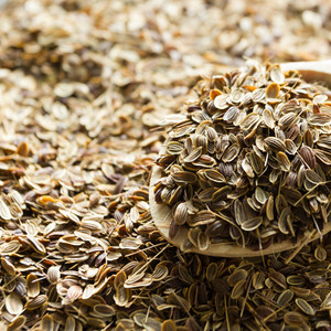 Fennel sweet  |  Foeniculum vulgare