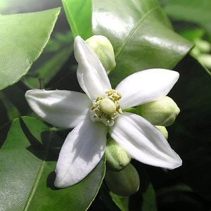 Neroli  |  Citrus aurantium 5mL