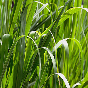 Palmarosa  |  Cymbopogon martini