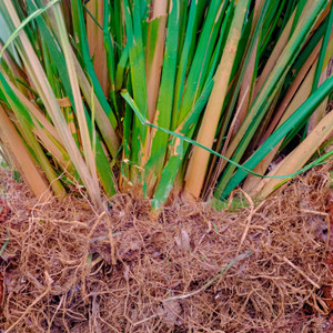 Vetiver  |  Vetiveria zizanoides