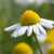 Chamomile German  |  Matricaria chamomilla 5mL
