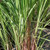 Citronella  |  Cymbopogon nardus