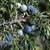 Juniperberry  |  Juniperus communis