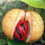 Nutmeg  |  Myristica fragrans