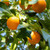 Orange sweet  |  Citrus sinensis