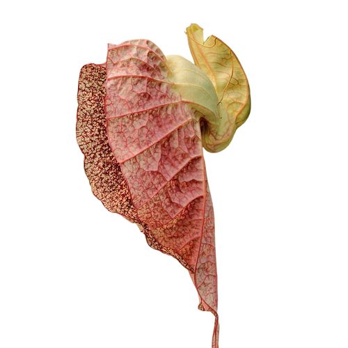 Organic Duck Flower - Wildcrafted - Dr.Sebi Approved