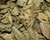 Organic Boldo - Wildcrafted - Dr.Sebi Approved - The Cosmic Chef
