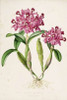 Orchid, Catleya Skinneri Poster Print by  Augusta Withers - Item # VARPDXAW09