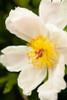 Peony Japonica I Poster Print by Karyn Millet - Item # VARPDXPSMLT256