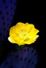 Prickly Pear Cactus Blossom Poster Print by Douglas Taylor - Item # VARPDXPSTLR481