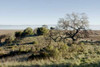 Oak Tree - 38 Poster Print by Alan Blaustein