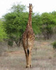 Giraffe Walk IV Poster Print by Dana Underdahl - Item # VARPDXPSUND153