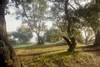 Oak Tree - 70 Poster Print by Alan Blaustein