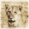 Young Africa Lion Poster Print by Susann Parker - Item # VARPDXPSPKR111