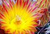Cactus Flower I Poster Print by Douglas Taylor - Item # VARPDXPSTLR112