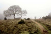 Oak Tree - 25 Poster Print by Alan Blaustein