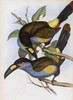 Laminated Hill Toucan Poster Print by  John Glover - Item # VARPDX277769