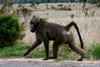 Baboon V Poster Print by Dana Underdahl - Item # VARPDXPSUND112