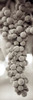 Grapes Pano - 9 Poster Print by Alan Blaustein - Item # VARPDXABGR10