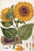 Sunflower Poster Print by  John Miller - Item # VARPDX268307