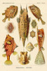 Haeckel Nature Illustrations: Boxfish Poster Print by  Ernst Haeckel - Item # VARPDX449723