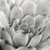 Garden Succulent I Poster Print by Laura Marshall - Item # VARPDX20824