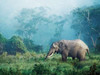 African elephant, Ngorongoro Crater, Tanzania Poster Print by  Frank Krahmer - Item # VARPDX3FK3126