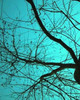Branches on Teal I Poster Print by Gail Peck - Item # VARPDX9214