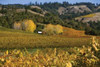 Barns and Vineyards II Poster Print by Rita Crane - Item # VARPDXPSCRN169