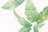 Ferns II Poster Print by  Chris Paschke - Item # VARPDX24944