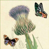 Field Thistle Poster Print by Louis van Houtte - Item # VARPDXCC3010