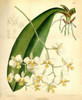 Orchid, Phalaenopsis Stuartiana Poster Print by  William Curtis - Item # VARPDXCO12