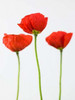 Three poppy flowers Poster Print by  Assaf Frank - Item # VARPDXAF20090611065