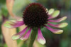Echinacea VI Poster Print by Erin Berzel - Item # VARPDXPSBZL284