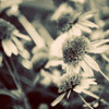 Fragile Daisies I Poster Print by Gail Peck - Item # VARPDX9347