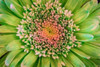 Green Flower Poster Print by Kathy Mahan - Item # VARPDXPSMHN203