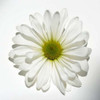 White Daisy Poster Print by Gail Peck - Item # VARPDX9000B