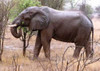 African Elephant I Poster Print by Dana Underdahl - Item # VARPDXPSUND145