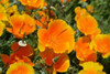 Orange Flowers Poster Print by Brian Moore - Item # VARPDXPSMRE117