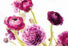 Spring Ranunculus IV Poster Print by  Laura Marshall - Item # VARPDX25100