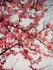 Cherry Blossoms I Poster Print by Susan Bryant - Item # VARPDX8823
