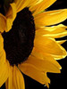 Sunlit Sunflowers II Poster Print by Monika Burkhart - Item # VARPDXPSBHT101