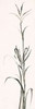 Gray Grasses IV Poster Print by  Chris Paschke - Item # VARPDX24850