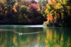 Swans on the Lake I Poster Print by Alan Hausenflock - Item # VARPDXPSHSF945