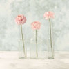 Ranuncuclus flowers in glass bottles Poster Print by  Assaf Frank - Item # VARPDXAF20160321131C01