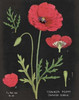 Poppy Chart Poster Print by Sue Schlabach - Item # VARPDX17625