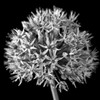 FTBR 1134 Allium B-W Poster Print by Assaf Frank - Item # VARPDXFTBR1134