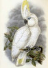 Blue-Eyed Cockatoo Poster Print by  John Glover - Item # VARPDX277742