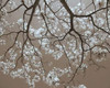 White Blossoms Poster Print by Gail Peck - Item # VARPDX9000J